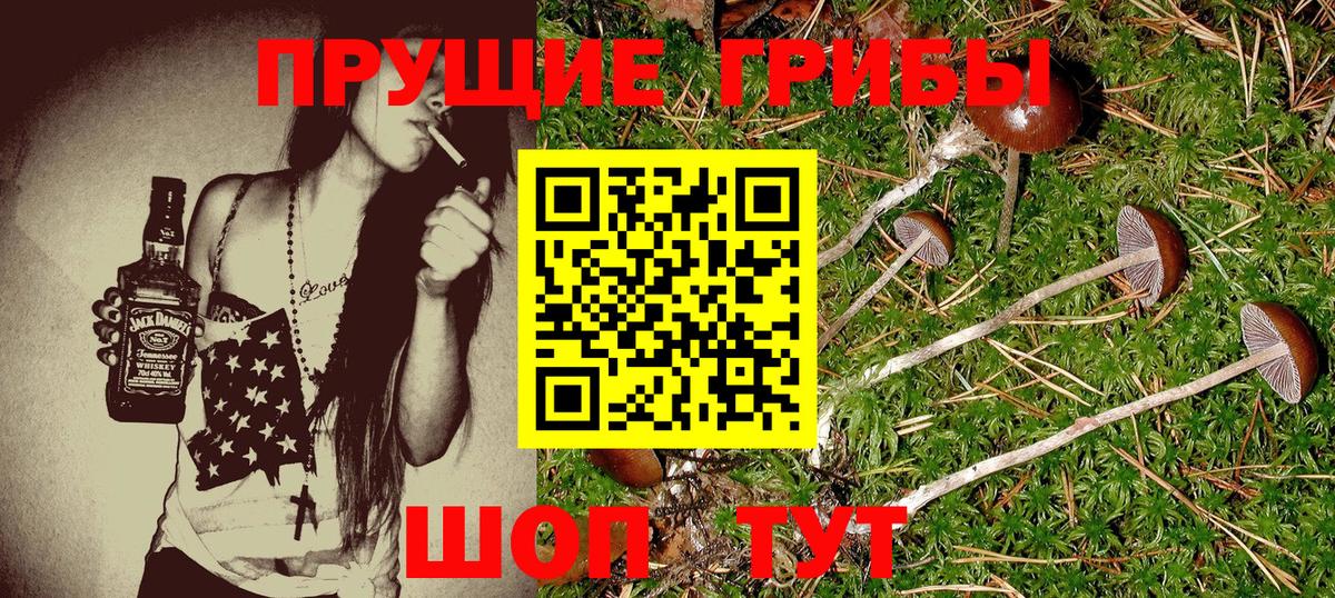Галлюциногенные грибы Psilocybe Сертолово